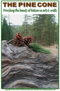 Pine Cone 2